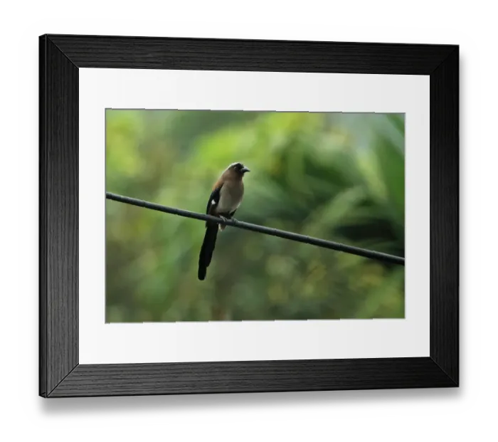 Framed Print : Grey Treepie (Dendrocitta formosae formosae) adult, perched on powerline, Taiwan, April Framed Print : Grey Treepie (Dendrocitta formosae formosae) adult, perched on powerline, Taiwan, April