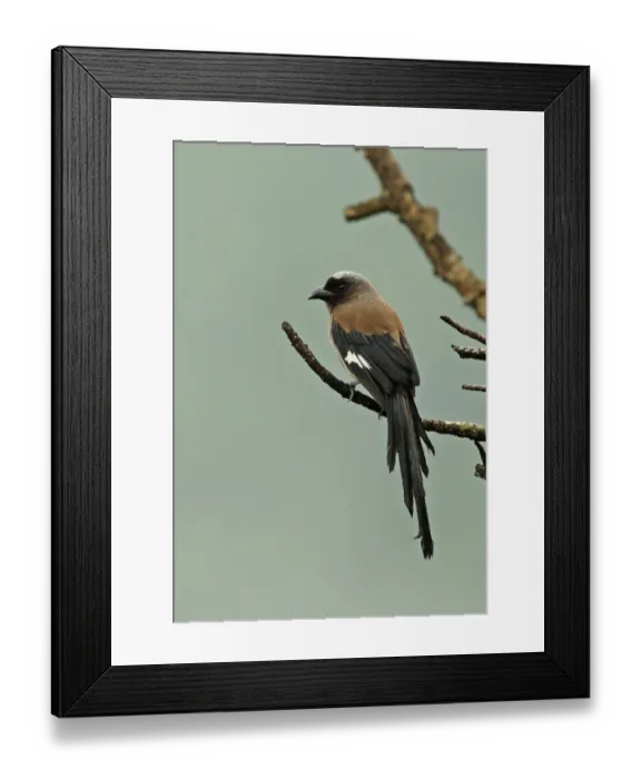 Framed Print : Grey Treepie (Dendrocitta formosae formosae) adult, with wet plumage after rainfall, perched on twig, Taiwan, April Framed Print : Grey Treepie (Dendrocitta formosae formosae) adult, with wet plumage after rainfall, perched on twig, Taiwan, April