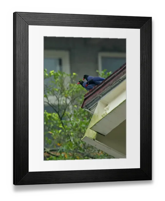 Framed Print : Taiwan Blue Magpie (Urocissa caerulea) three adults, perched on urban roof during rainfall, Taiwan, April Framed Print : Taiwan Blue Magpie (Urocissa caerulea) three adults, perched on urban roof during rainfall, Taiwan, April