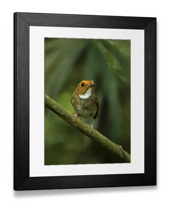 Framed Print : Rufous-browed Flycatcher (Anthipes solitaris submoniliger) adult, perched on twig, Kaeng Krachan N. P. Thailand, May Framed Print : Rufous-browed Flycatcher (Anthipes solitaris submoniliger) adult, perched on twig, Kaeng Krachan N. P. Thailand, May