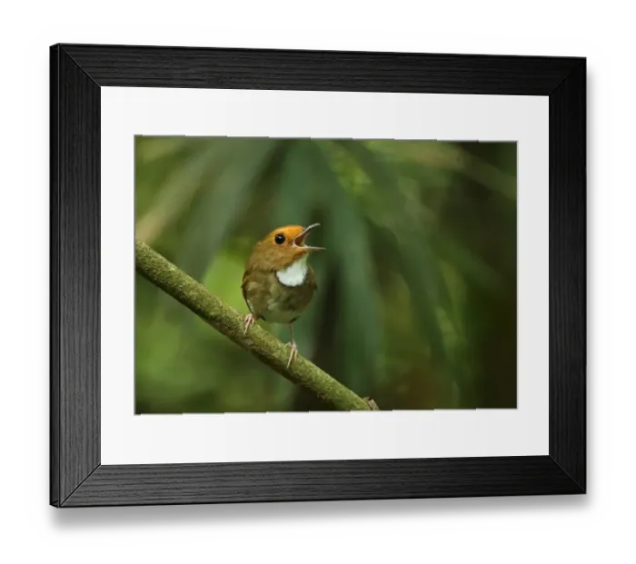 Framed Print : Rufous-browed Flycatcher (Anthipes solitaris submoniliger) adult, singing, perched on twig, Kaeng Krachan N. P Framed Print : Rufous-browed Flycatcher (Anthipes solitaris submoniliger) adult, singing, perched on twig, Kaeng Krachan N. P