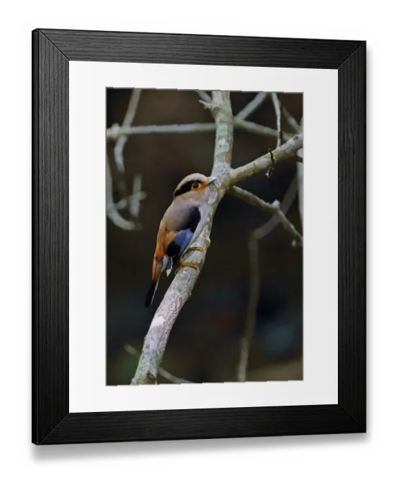 Framed Print : Silver-breasted Broadbill (Serilophus lunatus stolidus) adult, perched on branch, Kaeng Krachan N. P. Thailand, May Framed Print : Silver-breasted Broadbill (Serilophus lunatus stolidus) adult, perched on branch, Kaeng Krachan N. P. Thailand, May