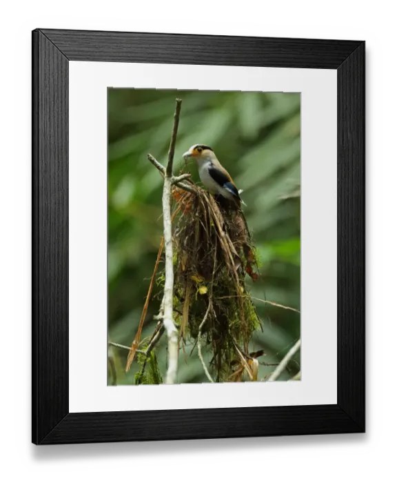 Framed Print : Silver-breasted Broadbill (Serilophus lunatus stolidus) adult, nest building Framed Print : Silver-breasted Broadbill (Serilophus lunatus stolidus) adult, nest building