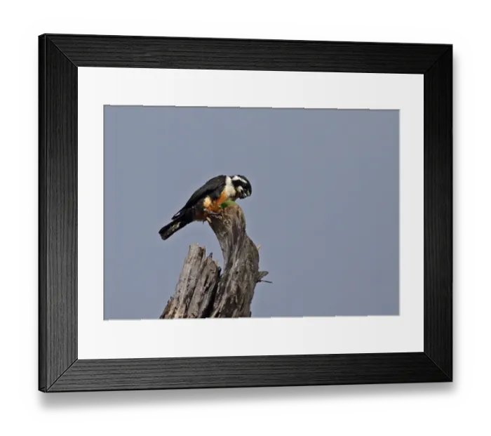 Framed Print : Black-thighed Falconet (Microhierax fringillarius) adult, feeding on insect, perched on dead tree, Kaeng Krachan N. P Framed Print : Black-thighed Falconet (Microhierax fringillarius) adult, feeding on insect, perched on dead tree, Kaeng Krachan N. P