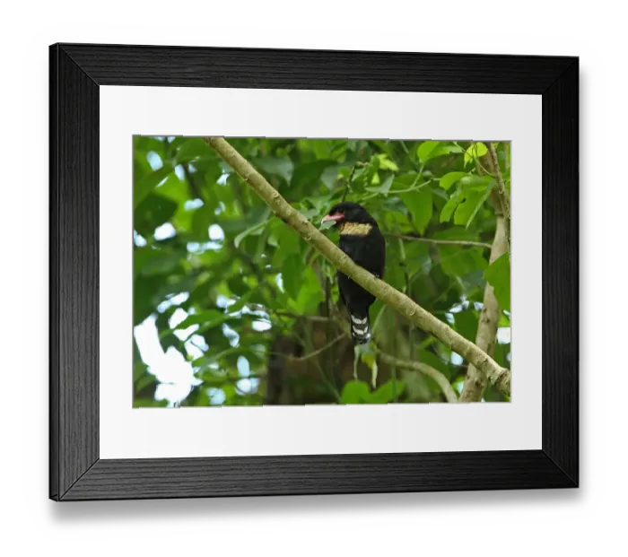 Framed Print : Dusky Broadbill (Corydon sumatranus laoensis) adult, with leaf in beak, perched on branch, Kaeng Krachan N. P Framed Print : Dusky Broadbill (Corydon sumatranus laoensis) adult, with leaf in beak, perched on branch, Kaeng Krachan N. P