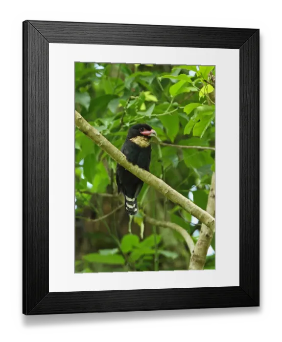 Framed Print : Dusky Broadbill (Corydon sumatranus laoensis) adult, with leaf in beak, perched on branch, Kaeng Krachan N. P Framed Print : Dusky Broadbill (Corydon sumatranus laoensis) adult, with leaf in beak, perched on branch, Kaeng Krachan N. P