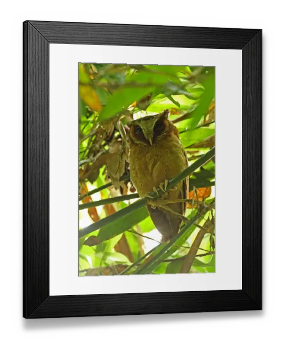 Framed Print : White-fronted Scops-owl (Otus sagittatus) adult, roosting in bamboo, Kaeng Krachan N. P. Thailand, May Framed Print : White-fronted Scops-owl (Otus sagittatus) adult, roosting in bamboo, Kaeng Krachan N. P. Thailand, May