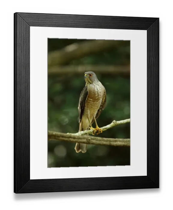 Framed Print : Besra (Accipiter virgatus nisoides) adult, perched on branch, near Kaeng Krachan, Thailand, May Framed Print : Besra (Accipiter virgatus nisoides) adult, perched on branch, near Kaeng Krachan, Thailand, May