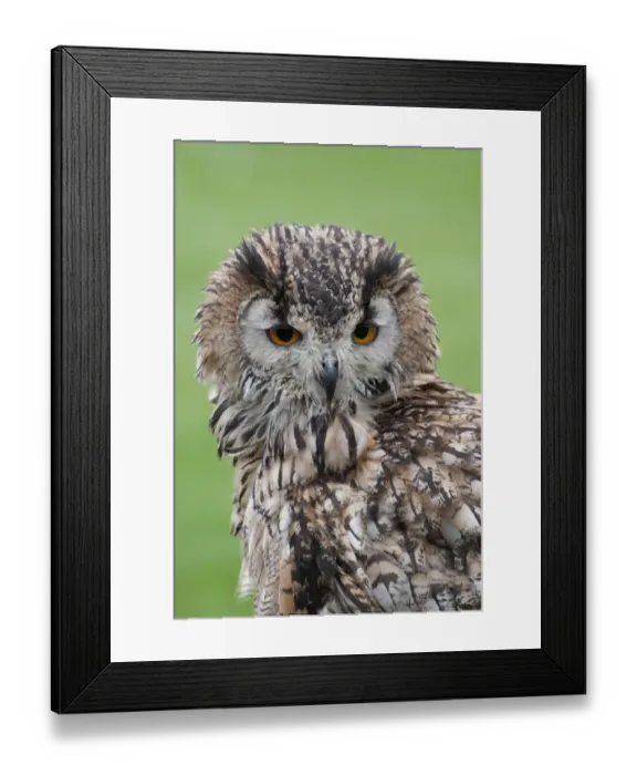 Framed Print : Indian Eagle-owl (Bubo bengalensis) adult, close-up of head (captive) Framed Print : Indian Eagle-owl (Bubo bengalensis) adult, close-up of head (captive)