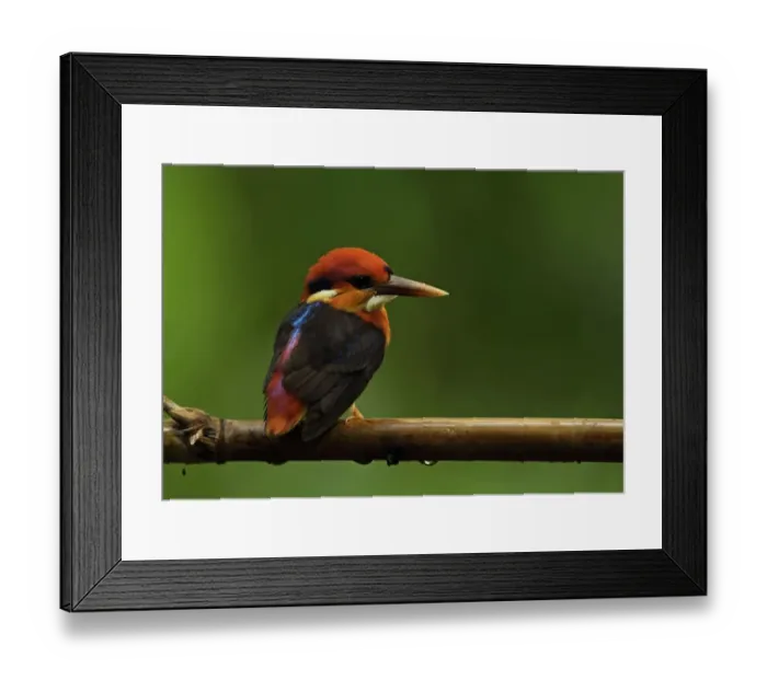 Framed Print : Black-backed Kingfisher (Ceyx erithaca erithaca) adult, perched on bamboo, Kaeng Krachan N. P. Thailand, May Framed Print : Black-backed Kingfisher (Ceyx erithaca erithaca) adult, perched on bamboo, Kaeng Krachan N. P. Thailand, May
