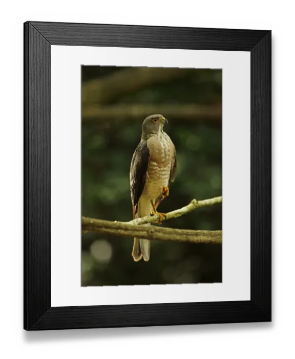 Framed Print : Besra (Accipiter virgatus nisoides) adult, perched on branch, near Kaeng Krachan, Thailand, May Framed Print : Besra (Accipiter virgatus nisoides) adult, perched on branch, near Kaeng Krachan, Thailand, May
