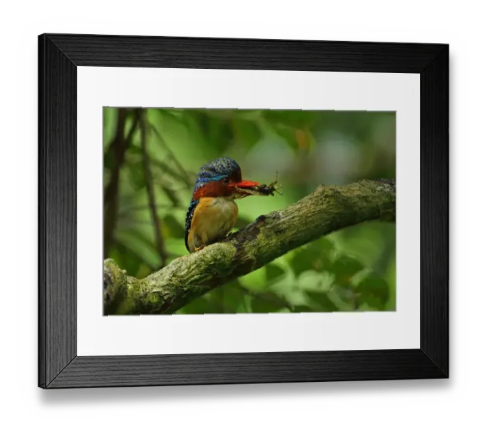 Framed Print : Banded Kingfisher (Lacedo pulchella amabilis) adult male, with insect prey in beak, perched on branch