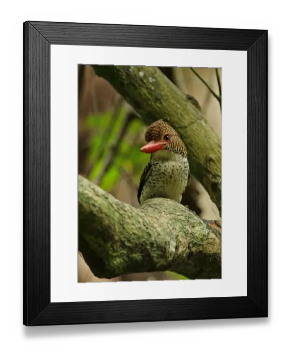 Framed Print : Banded Kingfisher (Lacedo pulchella amabilis) adult female, perched on branch, Kaeng Krachan N. P. Thailand, May