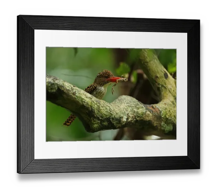 Framed Print : Banded Kingfisher (Lacedo pulchella amabilis) adult female, with treefrog prey in beak, perched on branch Framed Print : Banded Kingfisher (Lacedo pulchella amabilis) adult female, with treefrog prey in beak, perched on branch