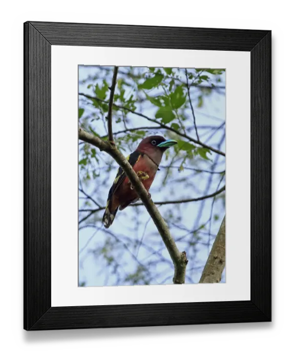 Framed Print : Banded Broadbill (Eurylaimus javanicus friedmanni) adult male, perched on branch, Kaeng Krachan N. P. Thailand, May