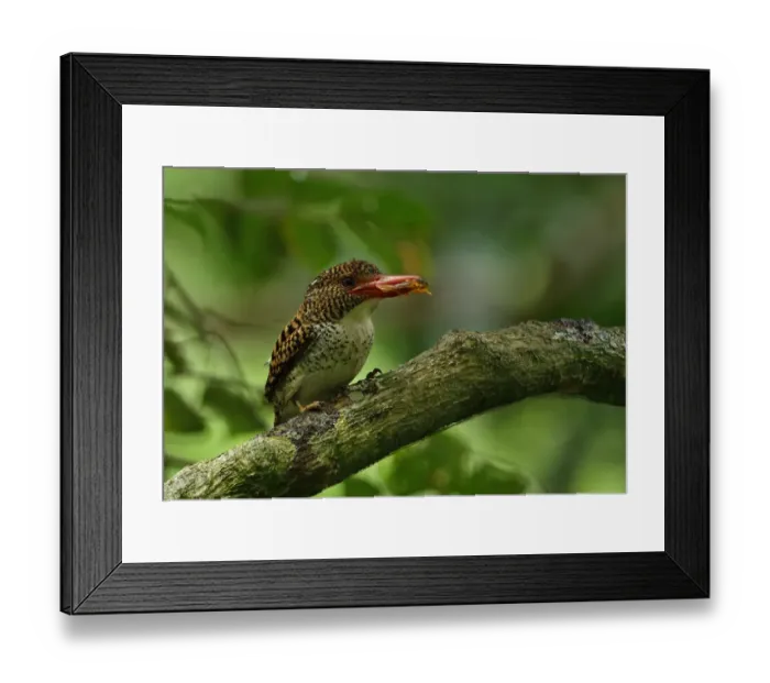 Framed Print : Banded Kingfisher (Lacedo pulchella amabilis) adult female, with treefrog prey in beak, perched on branch Framed Print : Banded Kingfisher (Lacedo pulchella amabilis) adult female, with treefrog prey in beak, perched on branch