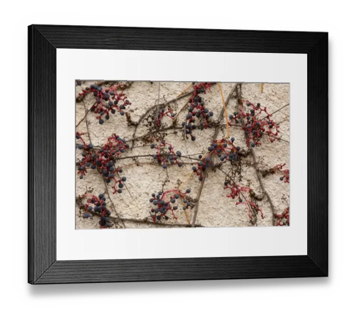 Framed Print : Virginia Creeper (Parthenocissus quinquefolia) introduced species, close-up of stems and berries Framed Print : Virginia Creeper (Parthenocissus quinquefolia) introduced species, close-up of stems and berries