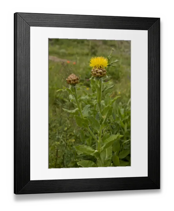 Framed Print : Armenian Basketflower (Centaurea macrocephala) flowering, eastern side of Cam Pass (Cam Gecidi), Anatolia, Turkey, July Framed Print : Armenian Basketflower (Centaurea macrocephala) flowering, eastern side of Cam Pass (Cam Gecidi), Anatolia, Turkey, July