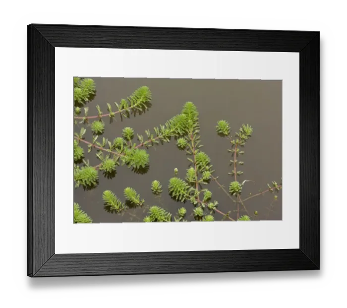 Framed Print : Parrot Feather (Myriophyllum aquaticum) introduced invasive species, growing in pond, Devon, England, September Framed Print : Parrot Feather (Myriophyllum aquaticum) introduced invasive species, growing in pond, Devon, England, September