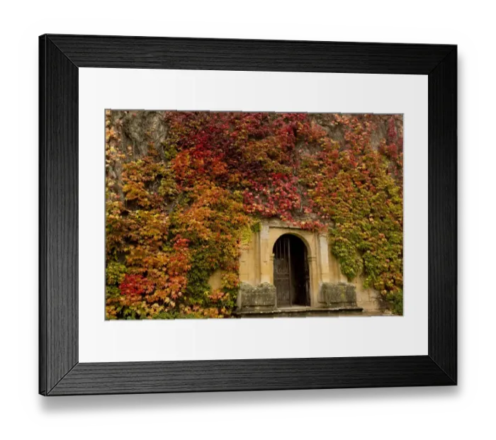 Framed Print : Virginia Creeper (Parthenocissus quinquefolia) introduced species, leaves in autumn colour Framed Print : Virginia Creeper (Parthenocissus quinquefolia) introduced species, leaves in autumn colour