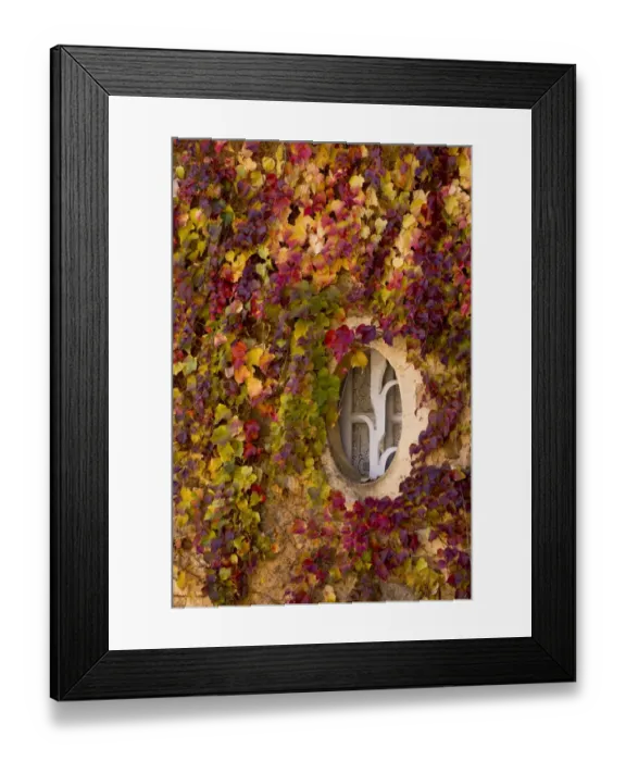 Framed Print : Virginia Creeper (Parthenocissus quinquefolia) introduced species, leaves in autumn colour Framed Print : Virginia Creeper (Parthenocissus quinquefolia) introduced species, leaves in autumn colour