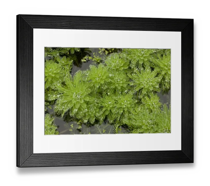 Framed Print : Parrot Feather (Myriophyllum aquaticum) introduced invasive species, growing in pond, Devon, England, September Framed Print : Parrot Feather (Myriophyllum aquaticum) introduced invasive species, growing in pond, Devon, England, September