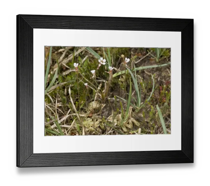 Framed Print : Pale Butterwort (Pinguicula lusitanica) flowering, growing in bog, France, June Framed Print : Pale Butterwort (Pinguicula lusitanica) flowering, growing in bog, France, June