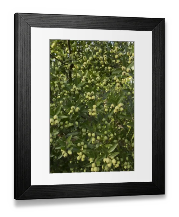 Framed Print : Common Myrtle (Myrtus communis) in fruit, France, December Framed Print : Common Myrtle (Myrtus communis) in fruit, France, December