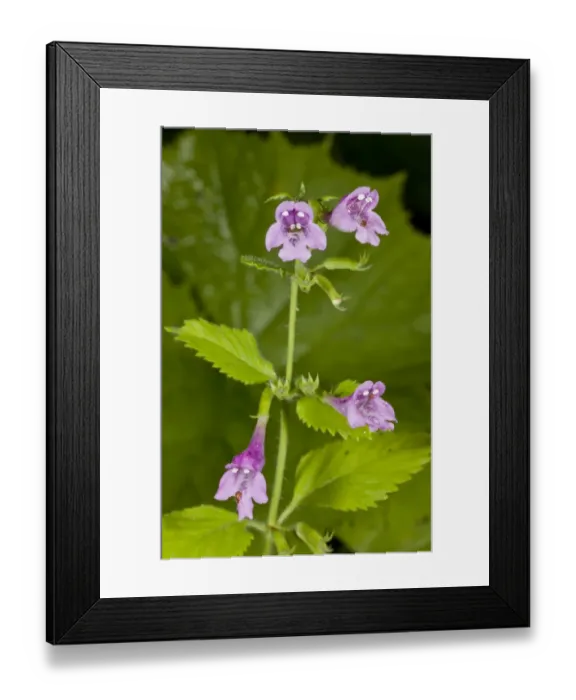 Framed Print : Large-flowered Calamint (Calamintha grandiflora) close-up of flowers, Auvergne, France, August Framed Print : Large-flowered Calamint (Calamintha grandiflora) close-up of flowers, Auvergne, France, August