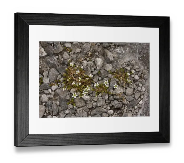 Framed Print : Arctic Sandwort (Arenaria norvegica ssp. norvegica) flowering, growing on limestone, The Burren, County Clare, Ireland Framed Print : Arctic Sandwort (Arenaria norvegica ssp. norvegica) flowering, growing on limestone, The Burren, County Clare, Ireland