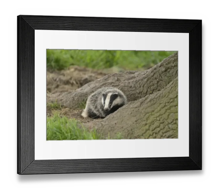 Framed Print : Eurasian Badger (Meles meles) cub, standing beside tree roots near sett, Blithfield, Staffordshire, England, June Framed Print : Eurasian Badger (Meles meles) cub, standing beside tree roots near sett, Blithfield, Staffordshire, England, June