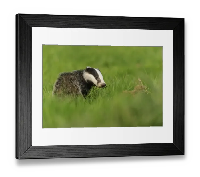 Framed Print : Eurasian Badger (Meles meles) cub, standing in meadow, Jacksons Coppice, Staffordshire, England, May Framed Print : Eurasian Badger (Meles meles) cub, standing in meadow, Jacksons Coppice, Staffordshire, England, May