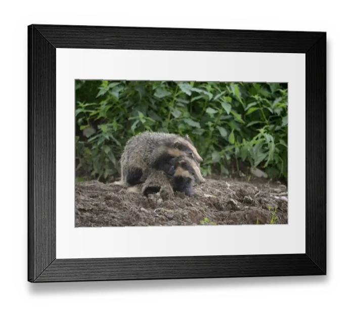 Framed Print : Eurasian Badger (Meles meles) two cubs, playfighting at sett entrance, Blithfield, Staffordshire, England, June Framed Print : Eurasian Badger (Meles meles) two cubs, playfighting at sett entrance, Blithfield, Staffordshire, England, June