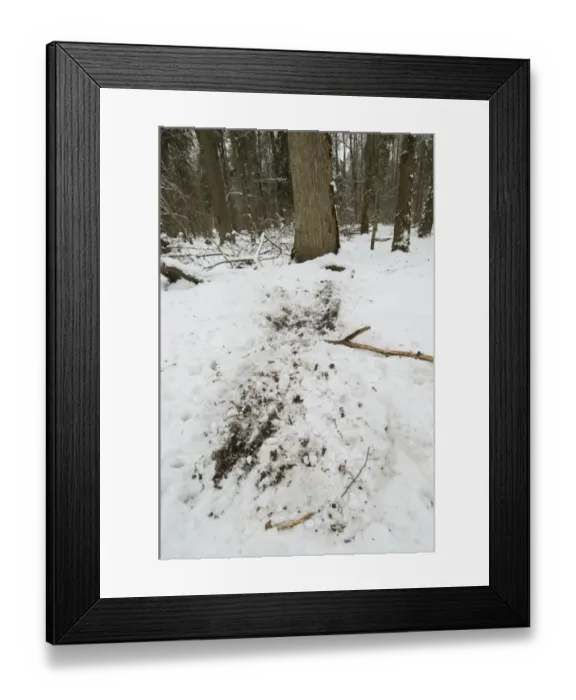 Framed Print : Eurasian Wild Boar (Sus scrofa) foraging marks in snow covered primeval forest habitat