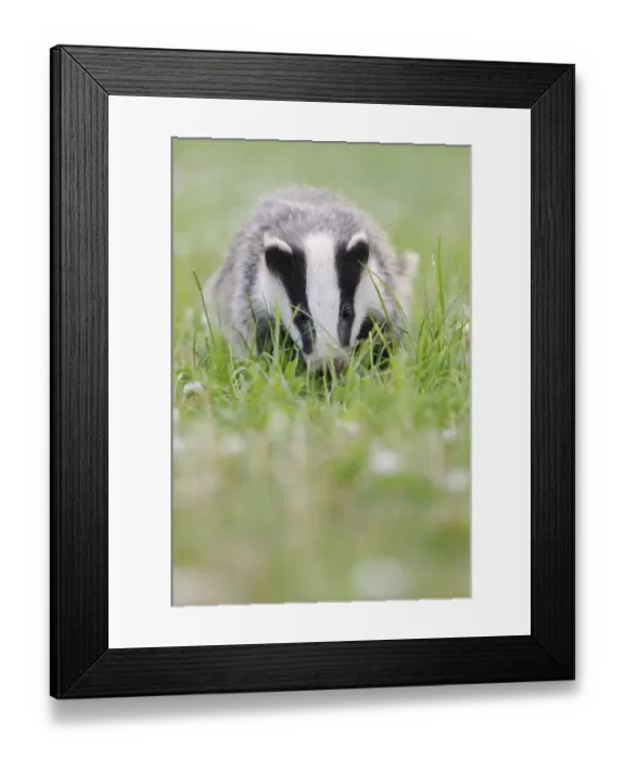 Framed Print : Eurasian Badger (Meles meles) cub, standing amongst flowering clover in meadow, Blithfield, Staffordshire, England Framed Print : Eurasian Badger (Meles meles) cub, standing amongst flowering clover in meadow, Blithfield, Staffordshire, England