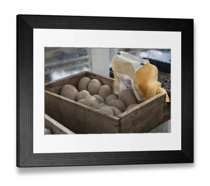Framed Print : Potato (Solanum tuberosum) Maris Piper variety, seed tubers in wooden box, in garden greenhouse, Chipping, Lancashire Framed Print : Potato (Solanum tuberosum) Maris Piper variety, seed tubers in wooden box, in garden greenhouse, Chipping, Lancashire