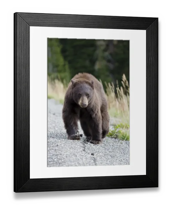 Framed Print : American Black Bear (Ursus americanus) adult, walking at edge of road, Yellowstone N. P. Wyoming, U. S. A. September Framed Print : American Black Bear (Ursus americanus) adult, walking at edge of road, Yellowstone N. P. Wyoming, U. S. A. September