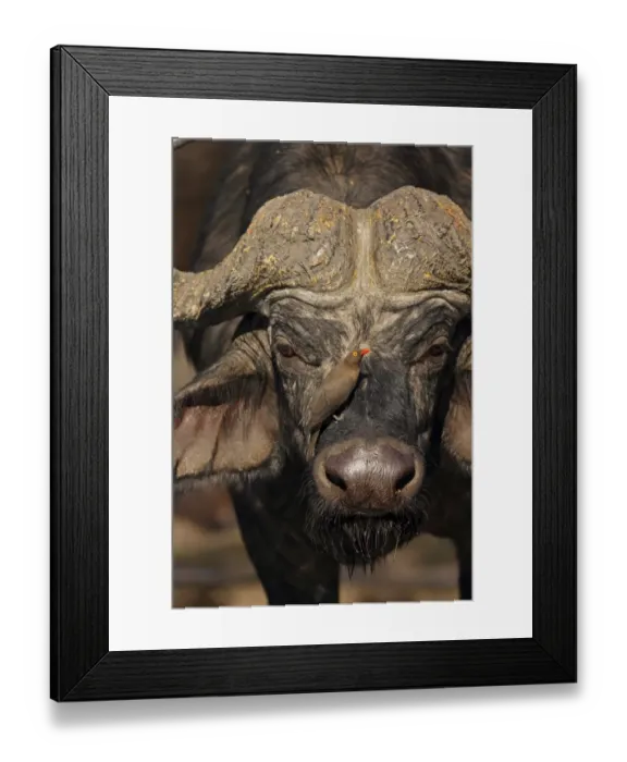 Framed Print : African Buffalo (Syncerus caffer) adult male, close-up of head, with Red-billed Oxpecker (Buphagus erythrorhynchus) Framed Print : African Buffalo (Syncerus caffer) adult male, close-up of head, with Red-billed Oxpecker (Buphagus erythrorhynchus)