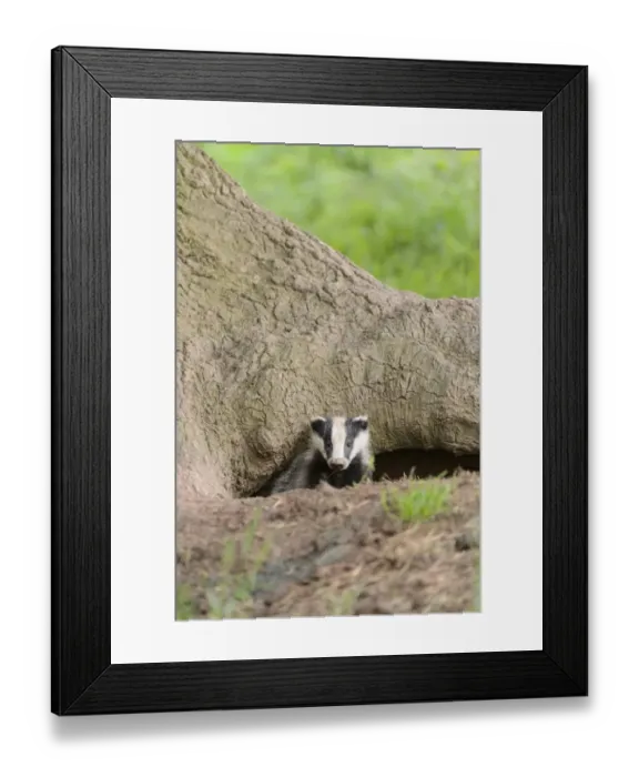 Framed Print : Eurasian Badger (Meles meles) cub, looking out from sett entrance under oak tree, Blithfield, Staffordshire, England Framed Print : Eurasian Badger (Meles meles) cub, looking out from sett entrance under oak tree, Blithfield, Staffordshire, England
