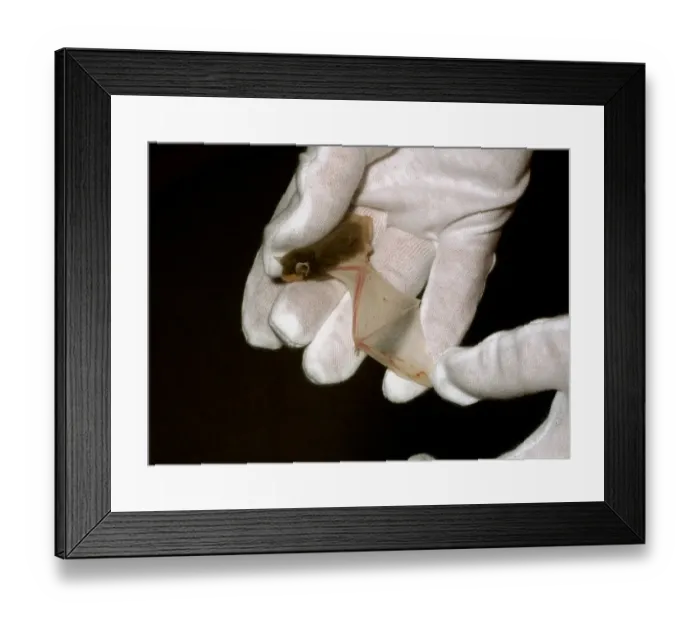 Framed Print : Common Pipistrelle (Pipistrellus pipistrellus) leuistic adult, being examined in gloved hand, Sussex, England, July
