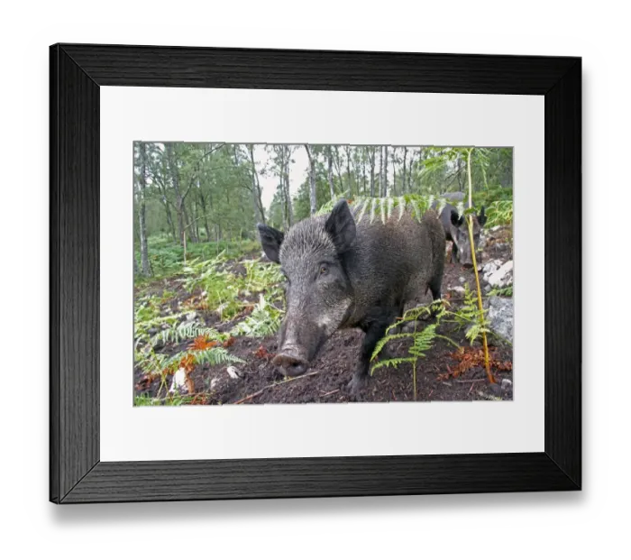 Framed Print : Eurasian Wild Boar (Sus scrofa) two sows, used for bracken control in fenced area of woodland, Dundreggan Estate Framed Print : Eurasian Wild Boar (Sus scrofa) two sows, used for bracken control in fenced area of woodland, Dundreggan Estate