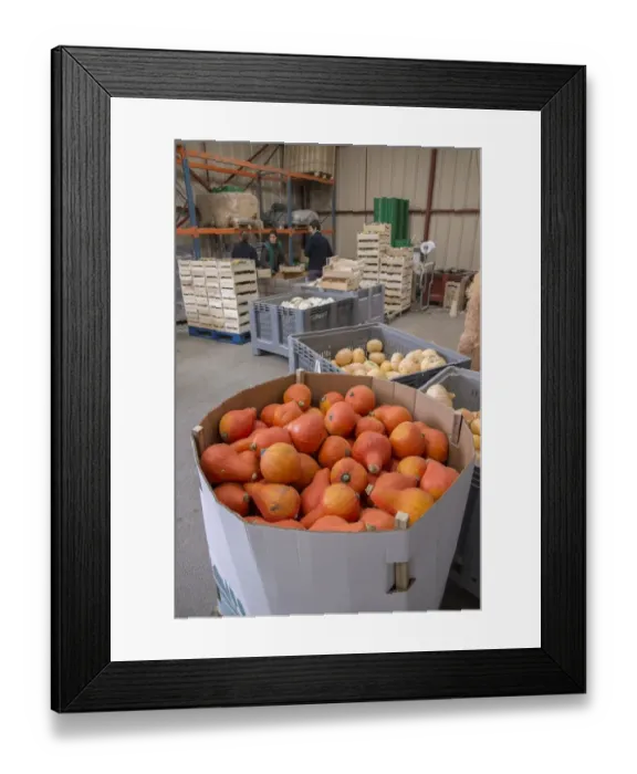 Framed Print : Squash (Cucurbita sp. ) harvested crop in boxes, near Pouzay, Indre-et-Loire, Central France, September Framed Print : Squash (Cucurbita sp. ) harvested crop in boxes, near Pouzay, Indre-et-Loire, Central France, September