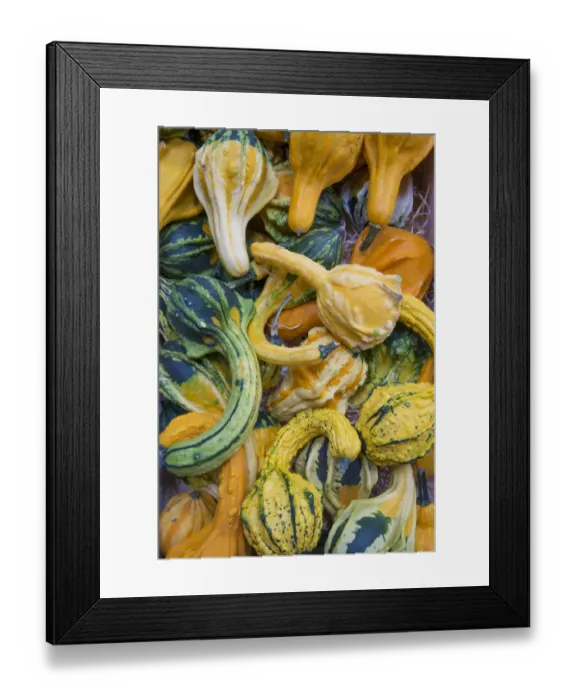 Framed Print : Squash (Cucurbita sp. ) harvested ornamental crop in pile, near Pouzay, Indre-et-Loire, Central France, September Framed Print : Squash (Cucurbita sp. ) harvested ornamental crop in pile, near Pouzay, Indre-et-Loire, Central France, September