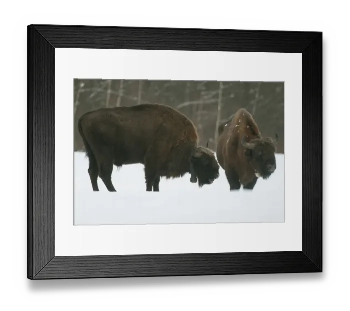 Framed Print : European Bison (Bison bonasus) two adult males, wearing radio tracking collars, standing in snow covered meadow Framed Print : European Bison (Bison bonasus) two adult males, wearing radio tracking collars, standing in snow covered meadow