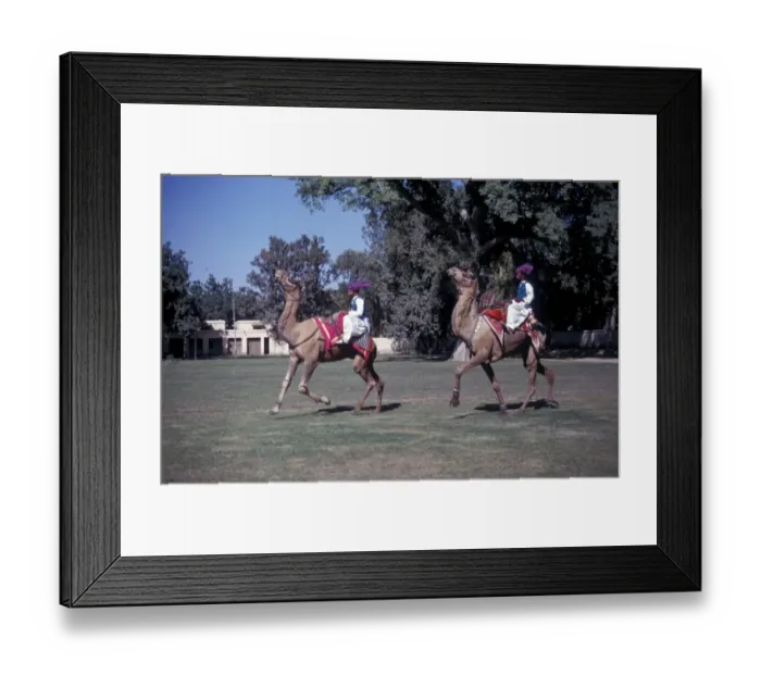 Framed Print : Camel - Dromedary (Camelus dromedarius) Two decorated / dancing / Pakistan Framed Print : Camel - Dromedary (Camelus dromedarius) Two decorated / dancing / Pakistan