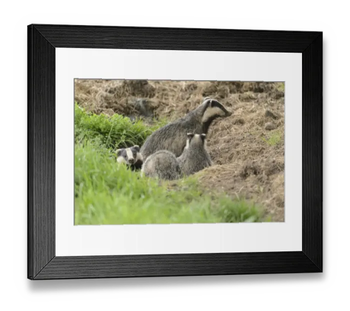 Framed Print : Eurasian Badger (Meles meles) adult and cubs, emerging from sett entrance, Blithfield, Staffordshire, England, June Framed Print : Eurasian Badger (Meles meles) adult and cubs, emerging from sett entrance, Blithfield, Staffordshire, England, June