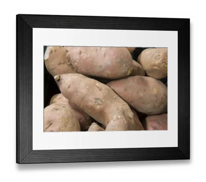 Framed Print : Sweet Potato (Ipomoea batatas) tubers in farm shop, Cheshire, England, February Framed Print : Sweet Potato (Ipomoea batatas) tubers in farm shop, Cheshire, England, February