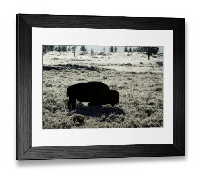 Framed Print : North American Bison (Bison bison) adult male, backlit in early morning frost, Yellowstone N. P. Wyoming, U. S. A Framed Print : North American Bison (Bison bison) adult male, backlit in early morning frost, Yellowstone N. P. Wyoming, U. S. A