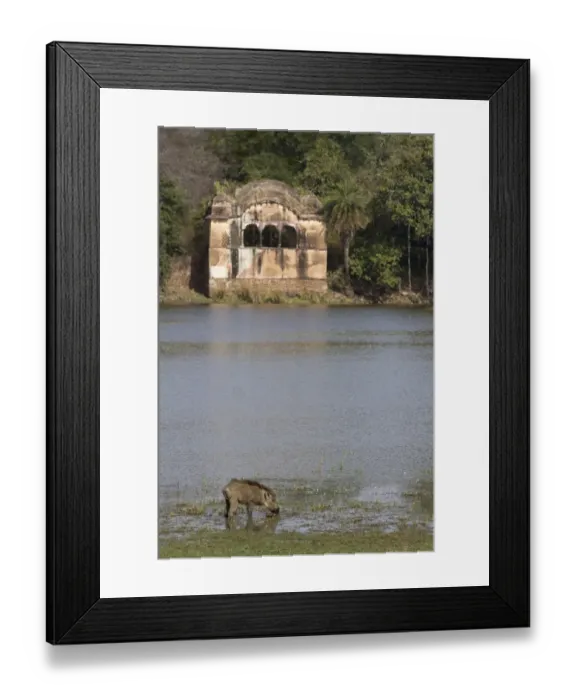 Framed Print : Indian Wild Boar (Sus scrofa cristatus) adult, feeding on waterplants at edge of lake habitat Framed Print : Indian Wild Boar (Sus scrofa cristatus) adult, feeding on waterplants at edge of lake habitat