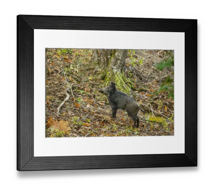 Framed Print : Eurasian Wild Boar (Sus scrofa) adult, standing in deciduous forest, Antola Regional Park, Genova Province, Liguria Framed Print : Eurasian Wild Boar (Sus scrofa) adult, standing in deciduous forest, Antola Regional Park, Genova Province, Liguria